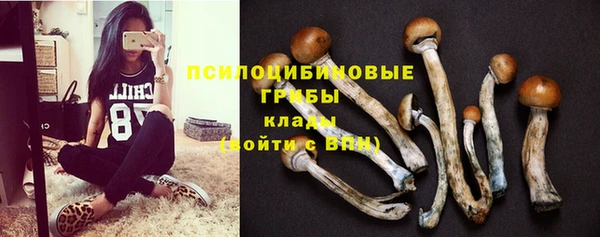 индика Аркадак
