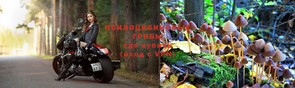 индика Аркадак